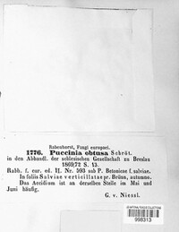 Puccinia obtusa image